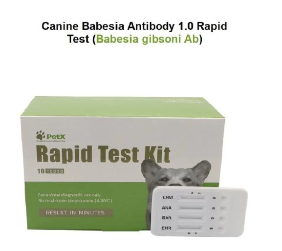 Los perros Babesia anticuerpo 1.0 Test rápido Babesia frotis de sangre