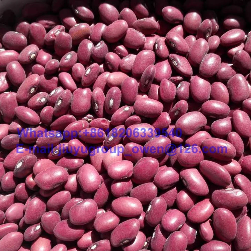 Edible Health Food Small Red Kidney Bean