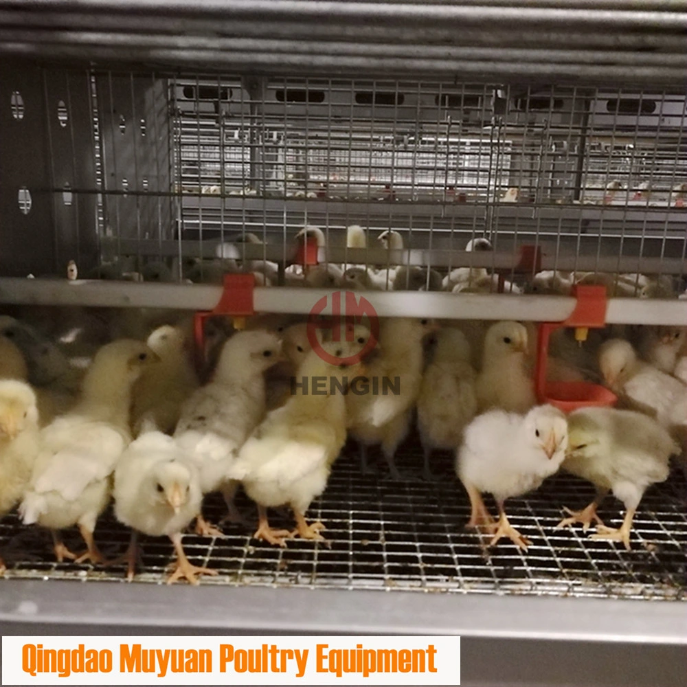 Poultry Farm Layer Pullet Coop of Baby Chicken Livestock Machinery