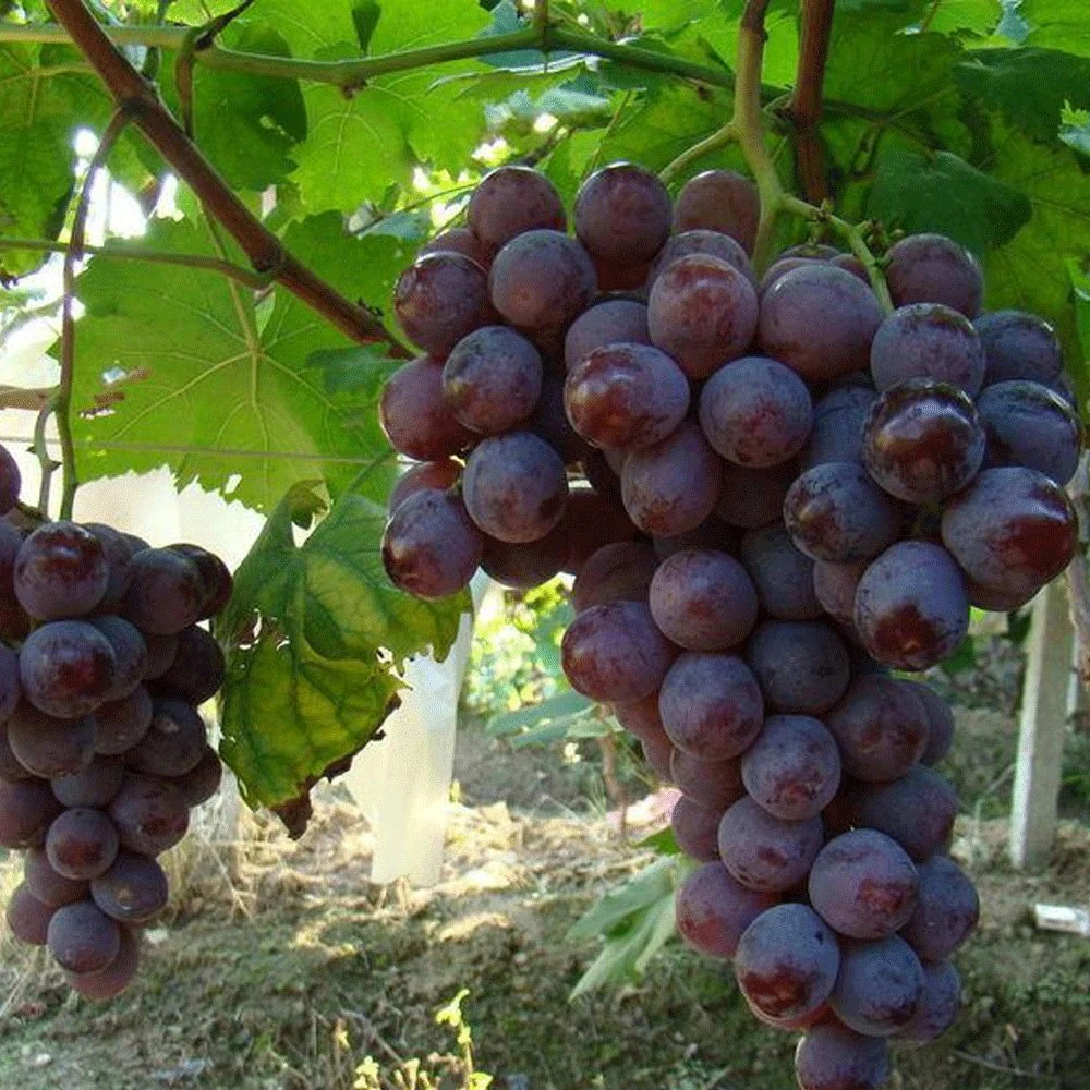 زراعة بذور Vitis Vinifera/بذور الجالاغتصاب/بذور الرايزين