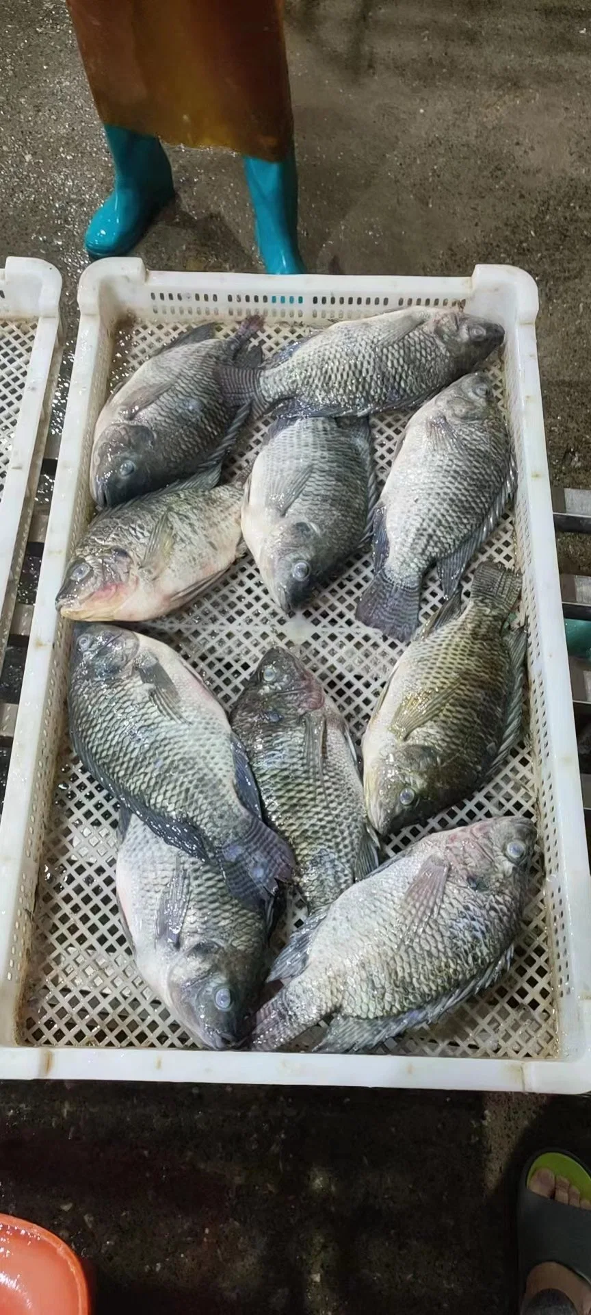 Pescado congelado entero redondo Negro Tilapia GS Oreochromis niloticus