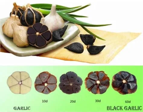 Commercial Full Automatic Black Garlic Machine Black Garlic Fermenter Fermented Black Garlic for Sale