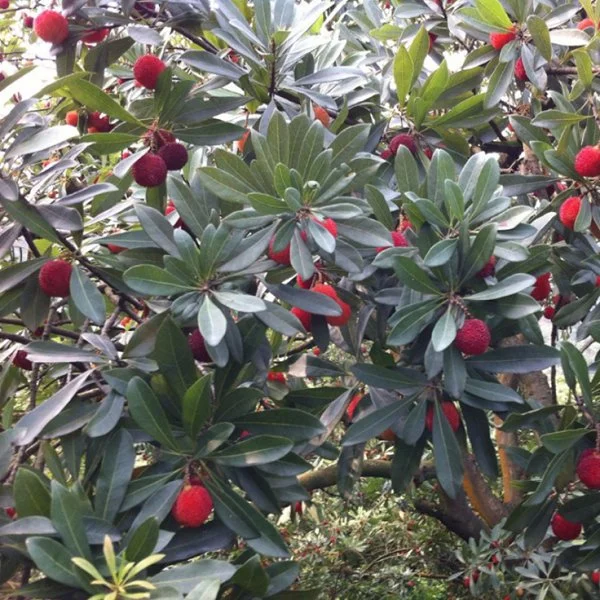 S609 Semillas de fruta orgánica chino Yang Mei semillas las semillas de arrayán