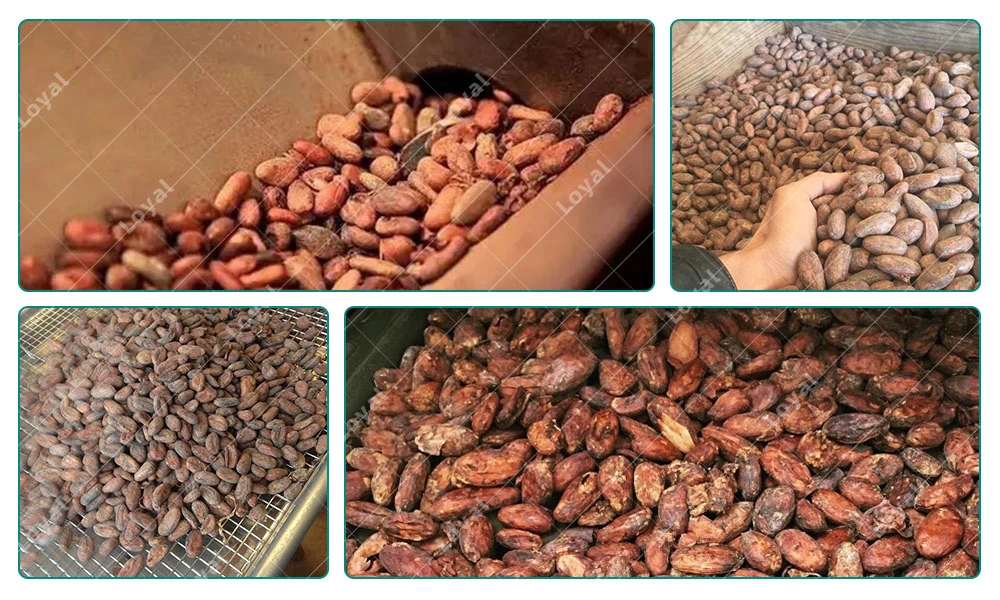 Fácil de limpiar el equipo de horno de secado de granos de cacao