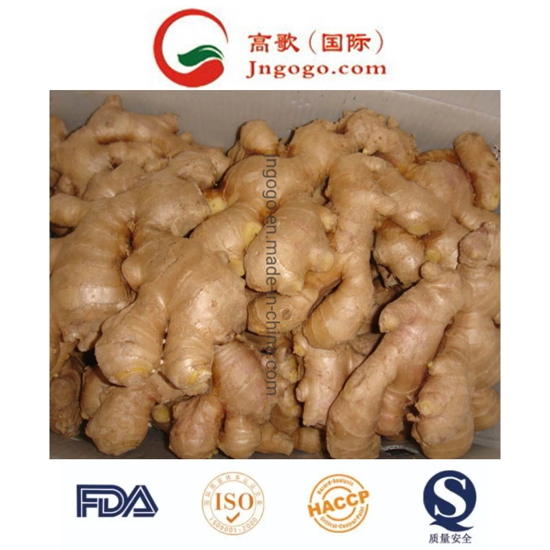 Professional Exporter of Fresh Ginger (100-250g)