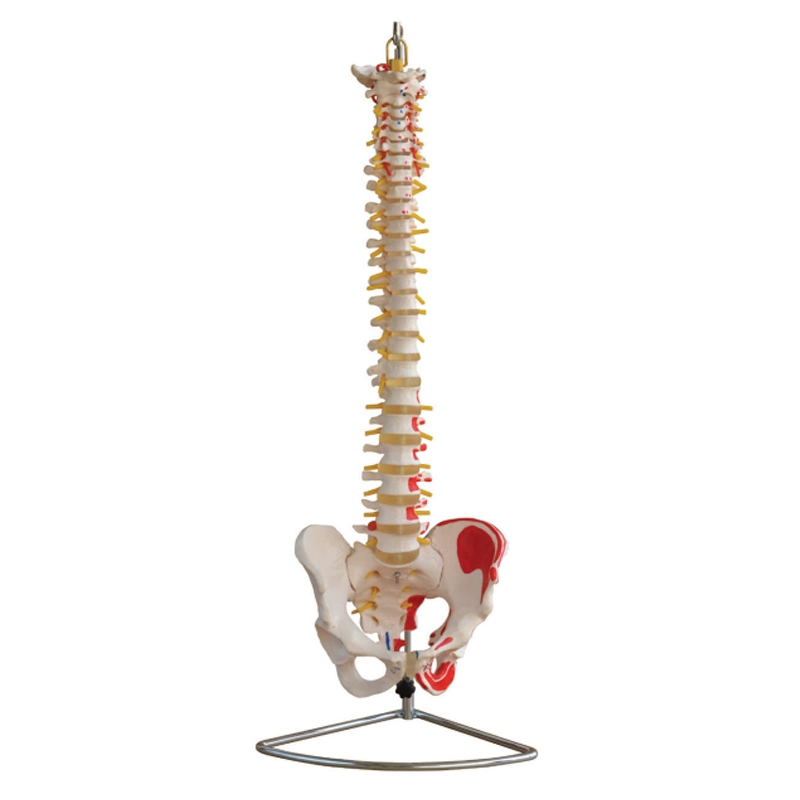 Didactic Vertebral Column Anatomical Spine Model