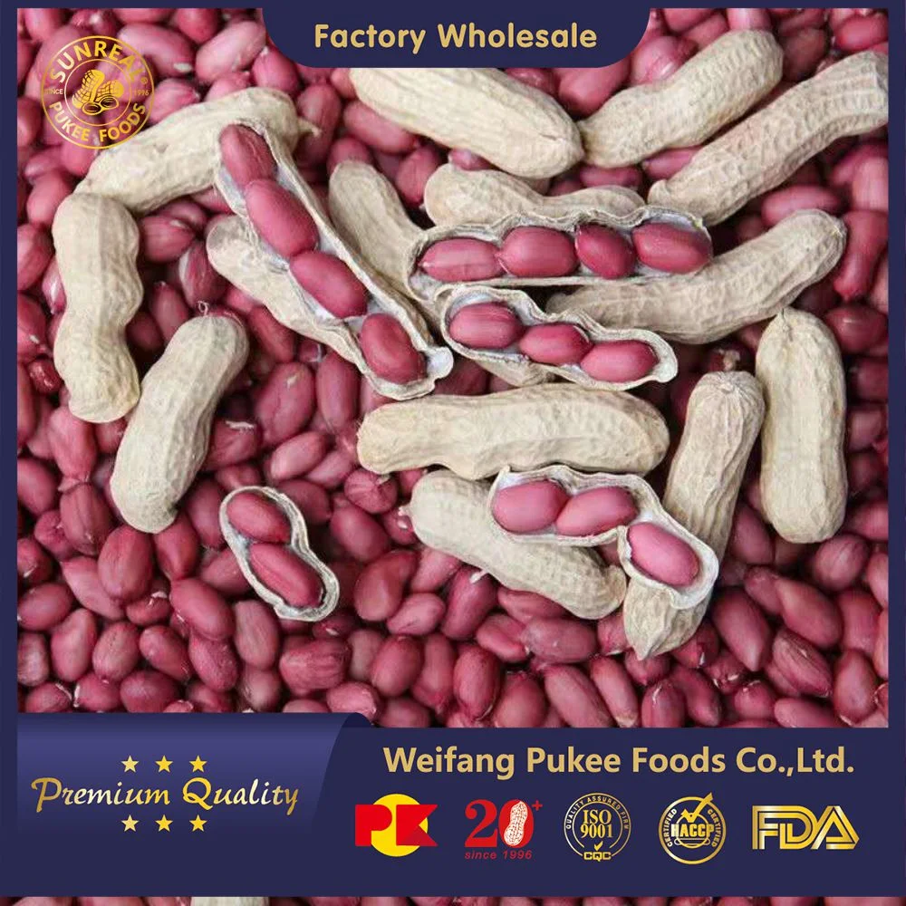 China/Raw Peanut in Shell/Red Skin Type/ Best Quality