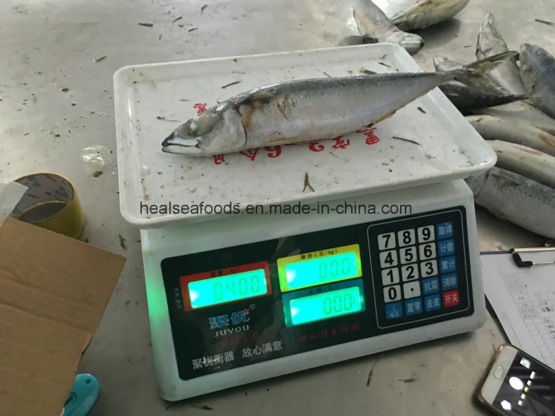 Frozen Mackerel on Board with Best Quality