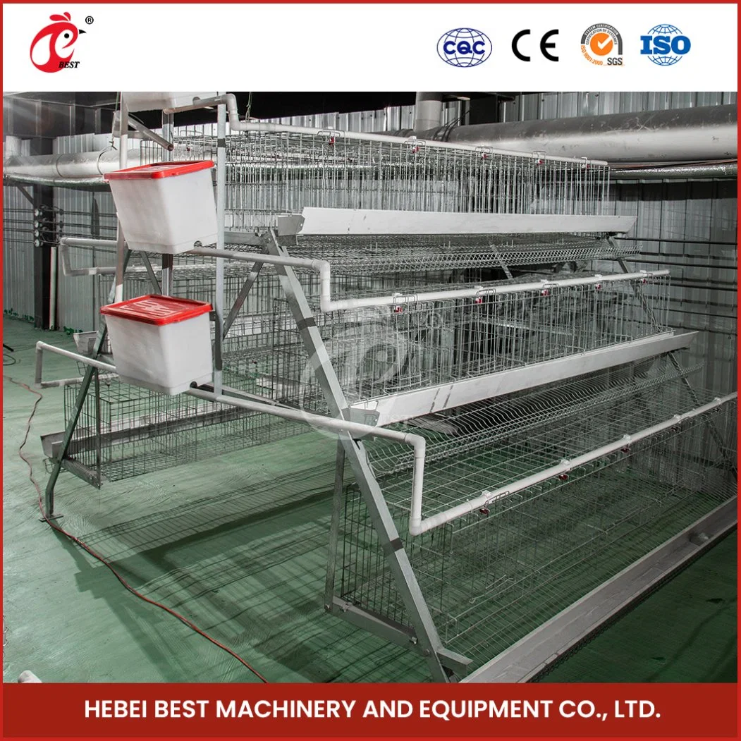 Bestchickencage Ordinary Type Layer Cage China Small Chicken Layer Coops Factory OEM Custom Sustainable Feature 500 Chicken Egg Layer Cages