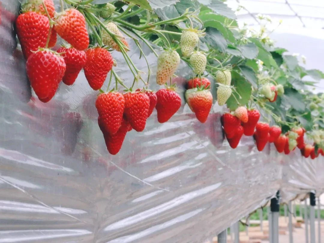 Elevated Strawberry for Soil-Less Cultivation/Coconut Bag Cultivation/Hydroponics