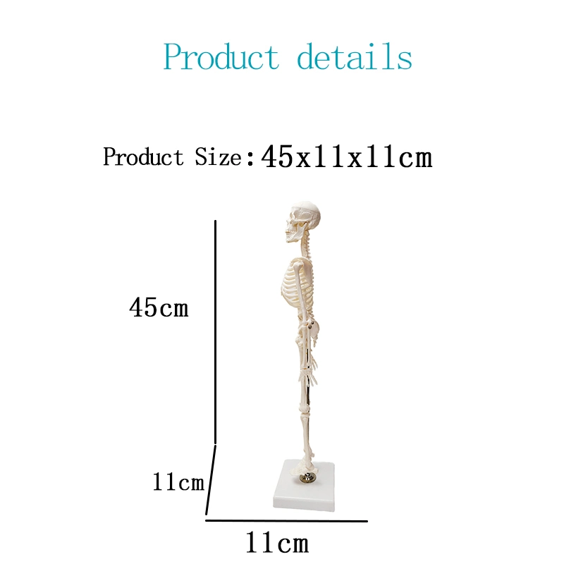 Ressources pédagogiques des modèles anatomiques du squelette humain de 45 cm