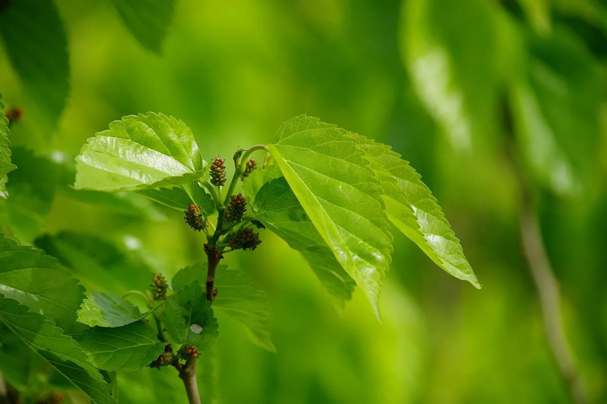 Мулири Листовой концентрированный гранул травяная медицина Дополнение Extract Natural Clean Тепло