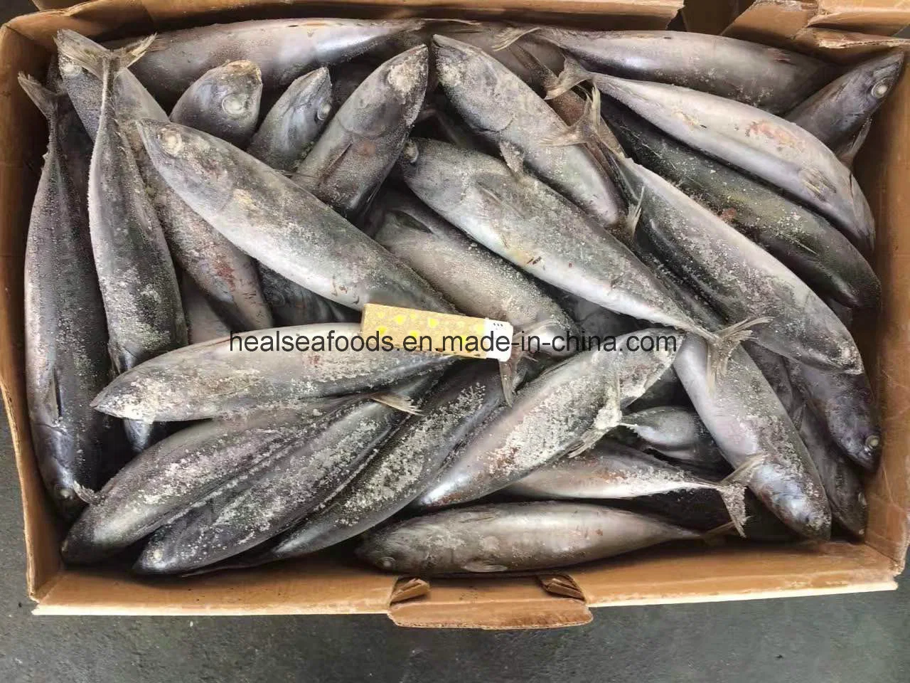 Frozen Bonito Fish From Chinese Factory