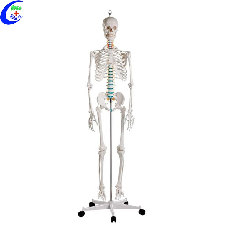 Human Torso Skeleton Anatomy Model Low Price Good Quality