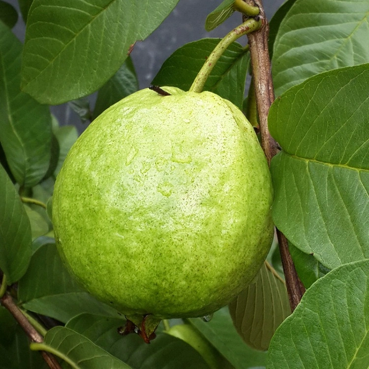 La guayaba en polvo para ingredientes helado y bebidas instantánea