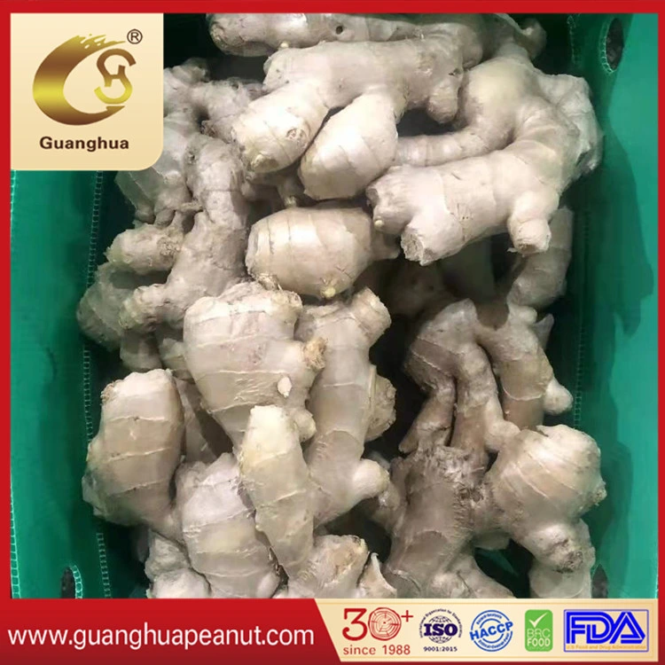 Best Quality Big Size Fresh Dry Ginger