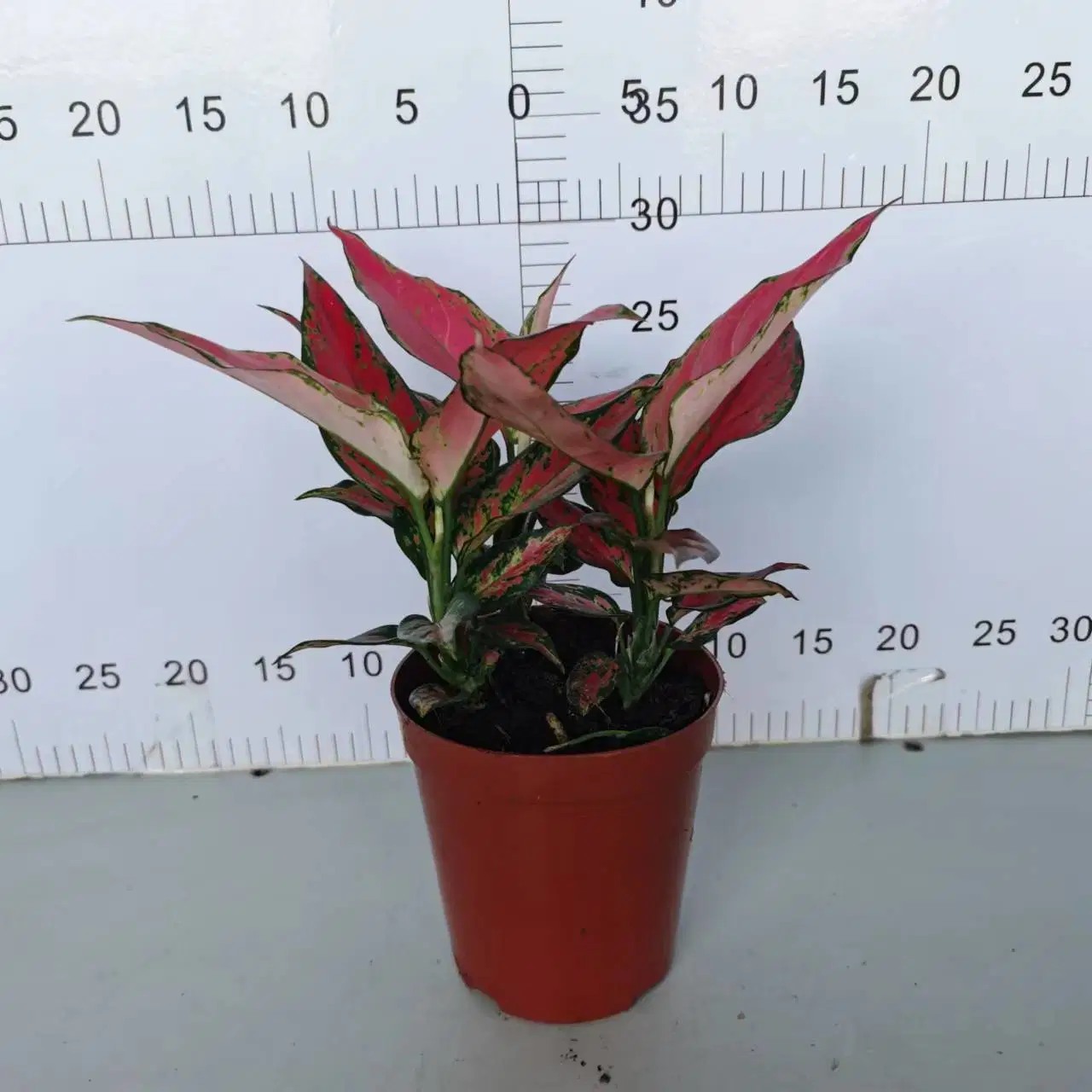 140# ángulo rojo vegetales Aglaonema