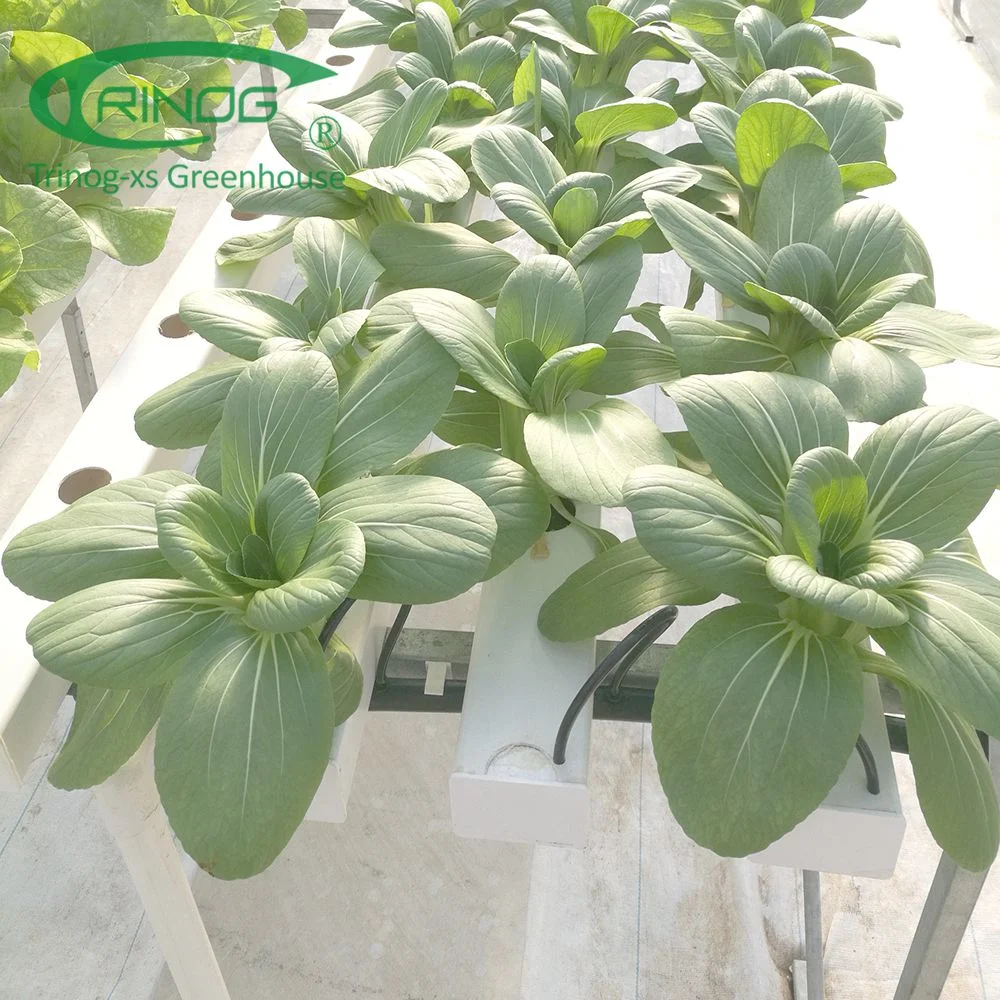 Plastic Film Cultivation Hydroponics System Greenhouse for Horticultural Farming