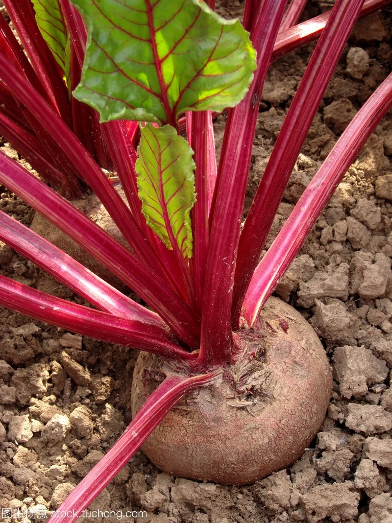 Beet Root Extract 1%-25% Betanin