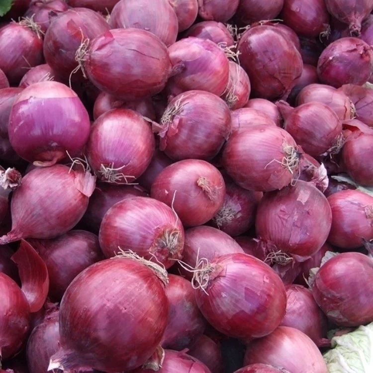 Comercio al por mayor de Bombay Bawang Cebolla Dulce de cebolla la cebolla roja con el precio de exportación