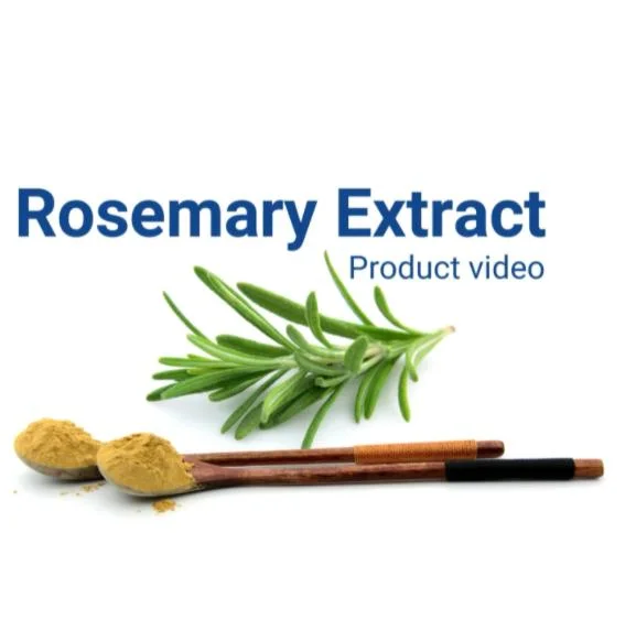 Healthy Herbal Extract Rosemary Extract Natural Antioxidant Ursolic Acid Rosemary Essential Oil Rosemary Extract