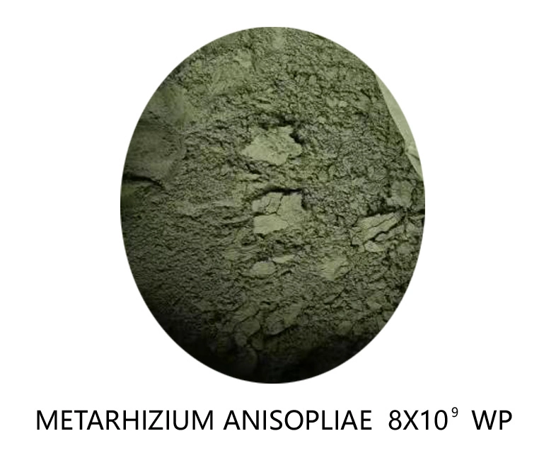 CAS67892-13-1 на заводе поставщика Metarhizium инсектицидов