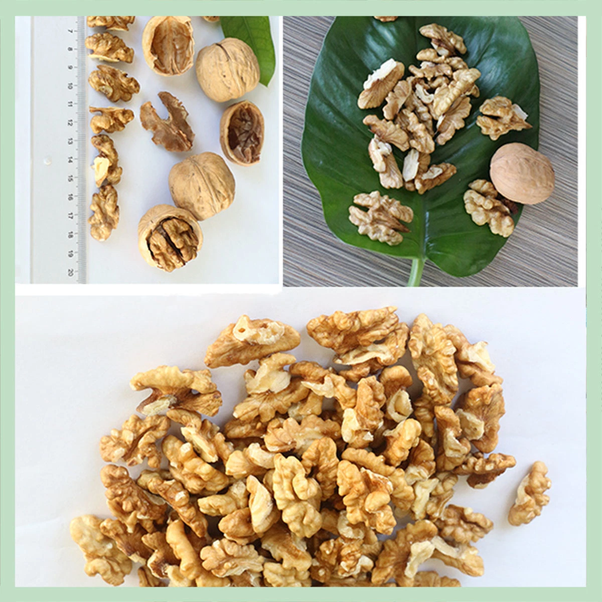 Wholesale Quality 100% Natural Health Food Bulk Walnuts