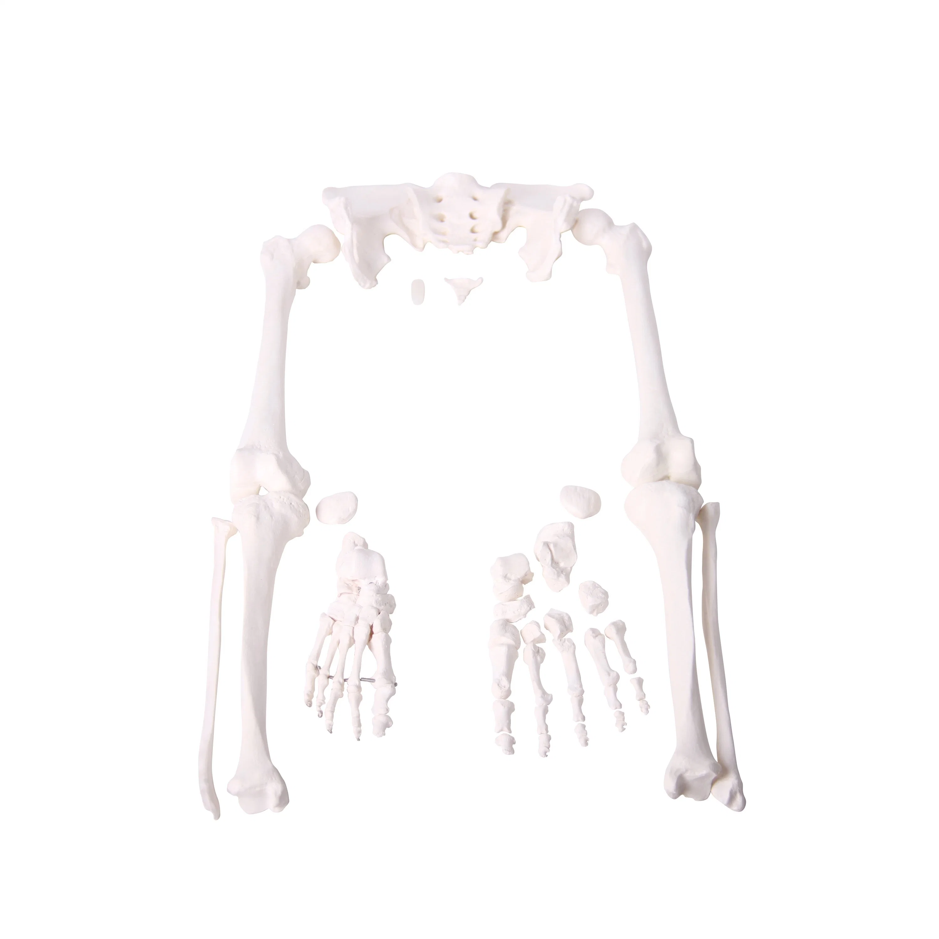 Laboratory Models Nature Size Human Whole Body Bone Model Disarticulated Skeleton with Skull for Medical Use