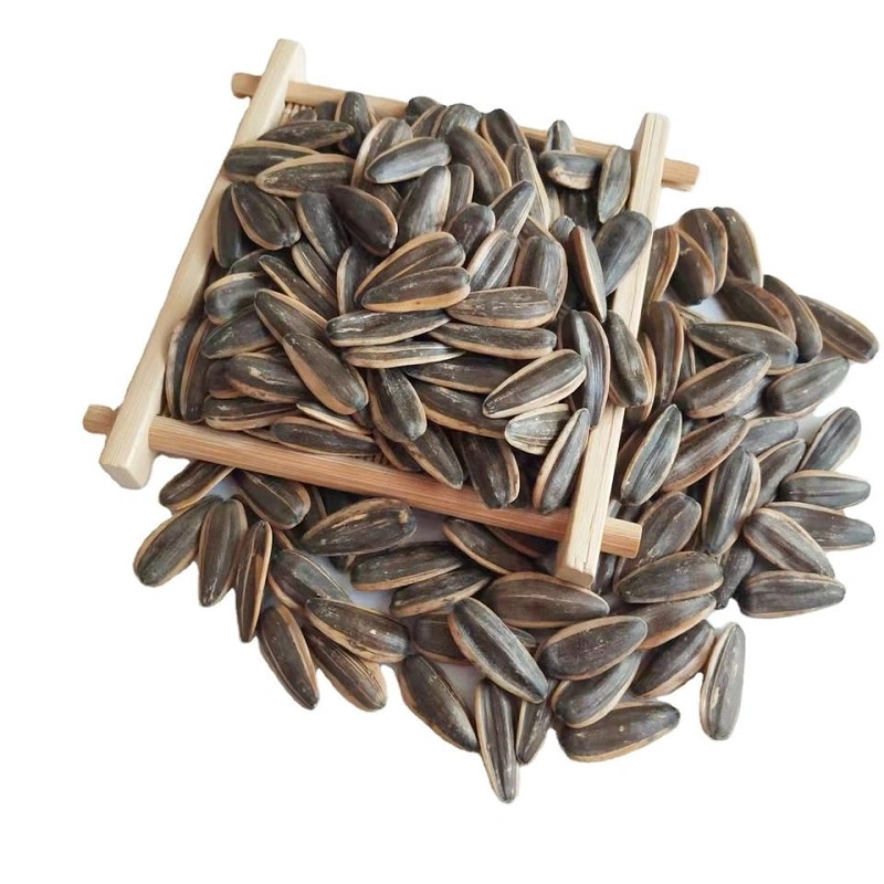 Chinese New Crop Natural Black Sunflower Seeds Available at Low Cost Price