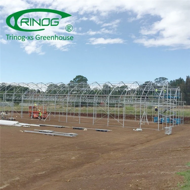 Commercial Film High Tunnel Multi-span Greenhouse