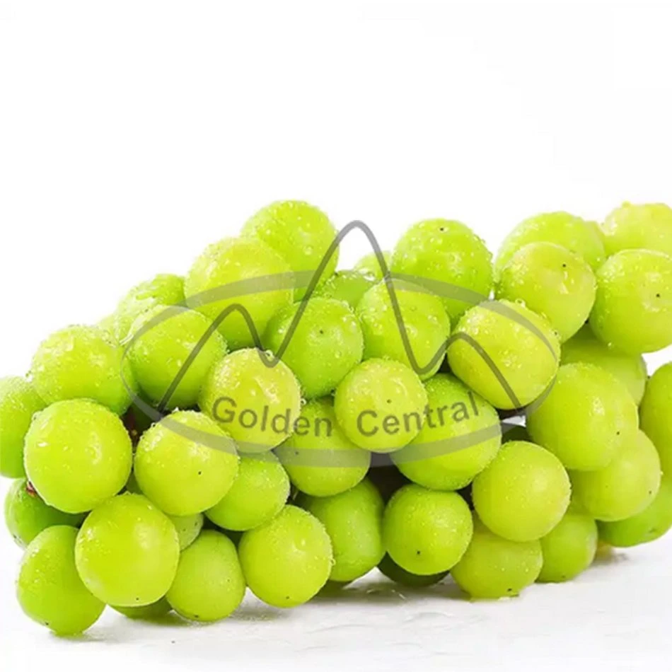 Fruta China deliciosa Mascate uvas verdes con calidad superior