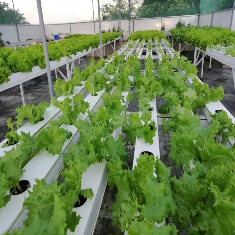 Invernadero hidropónico Nft interiores Vertical Sistema de canales para verduras