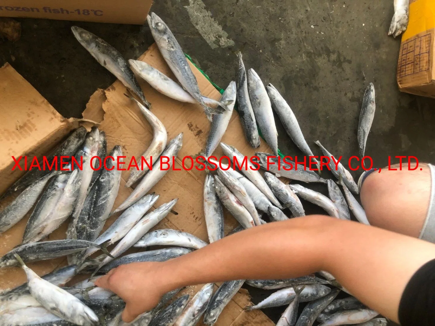 Whole Sale Frozen Mackerel High quality/High cost performance  Sea Frozen Canning Use