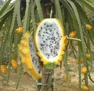 huo long guo hybrid yellow dragon fruit seeds yellow pitaya seeds