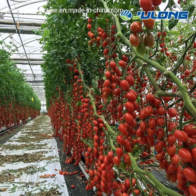 Fresa tomate agrícola creciente po/PE película de plástico de gases de efecto con la instalación