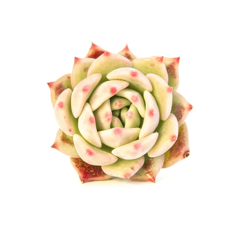 Hotsale Promotion Echeveria Agavoides Maria Succulent Plants Bonsai