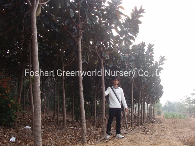 Ficus Elastica Rubra Tree