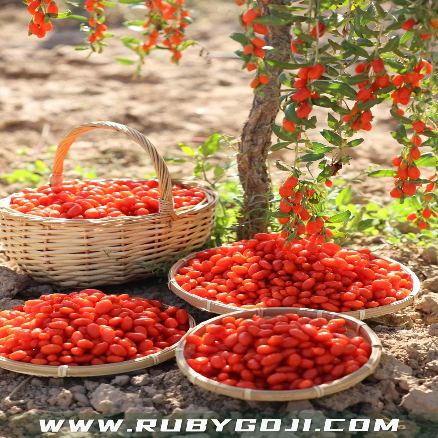 Nop orgânicas certificadas Goji Berry de Qinghai