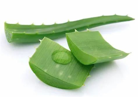 Suco de folhas de Aloe Barbadensis Aloin/emodin Aloe Vera Gel Freeze seco Extraia o pó