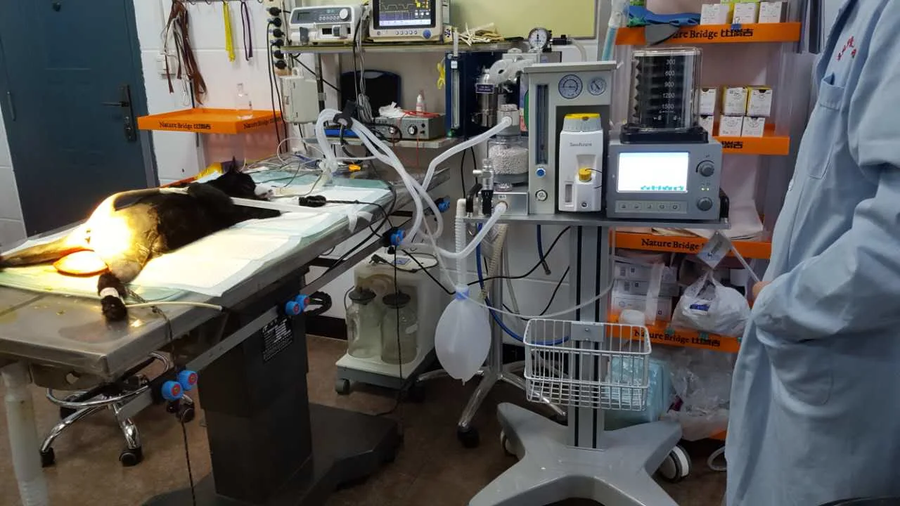 Precio barato Máquina de anestesia animal portátil con ventilador.