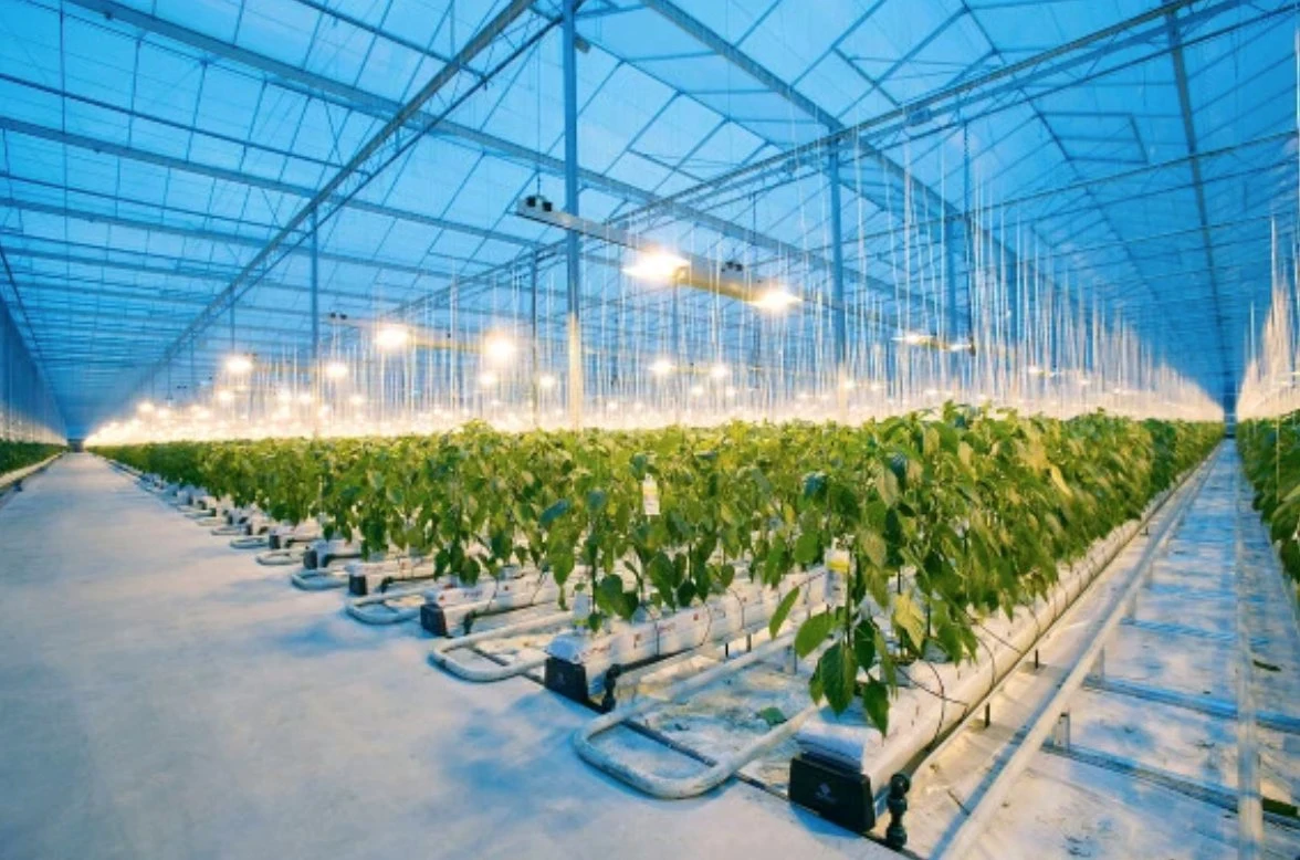 Agricultural/Commercial/Farm/Garden Vnlo Type Multi- Span Polycarbonate PC/Glass/ Film Covered Greenhouse for Vegetable /Tomatoes/Cucumber/Peppers/Strawberry