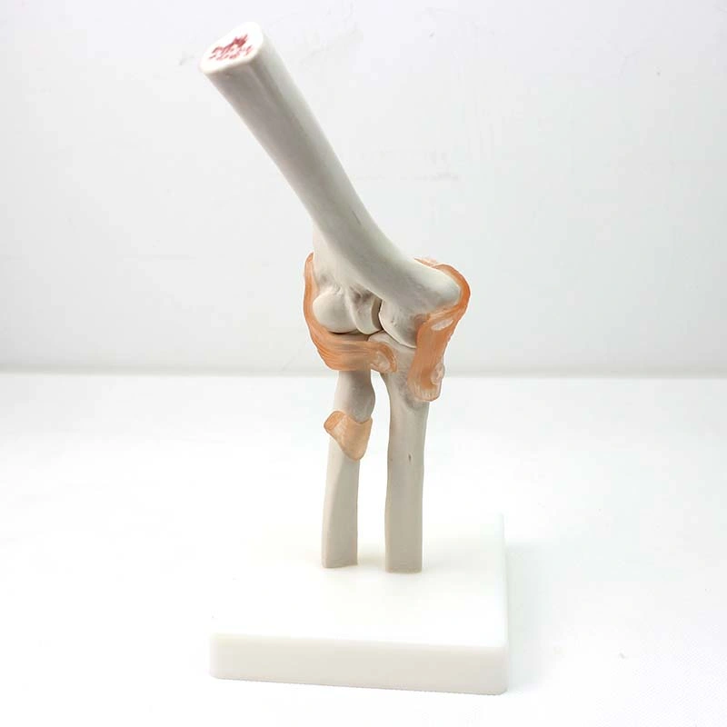 Good Price Medical Teaching Models Bone Color Human Teaching Skeleton Model of Elbow Joint