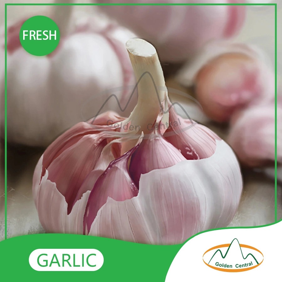 Hot Selling Premium Quality Garlic