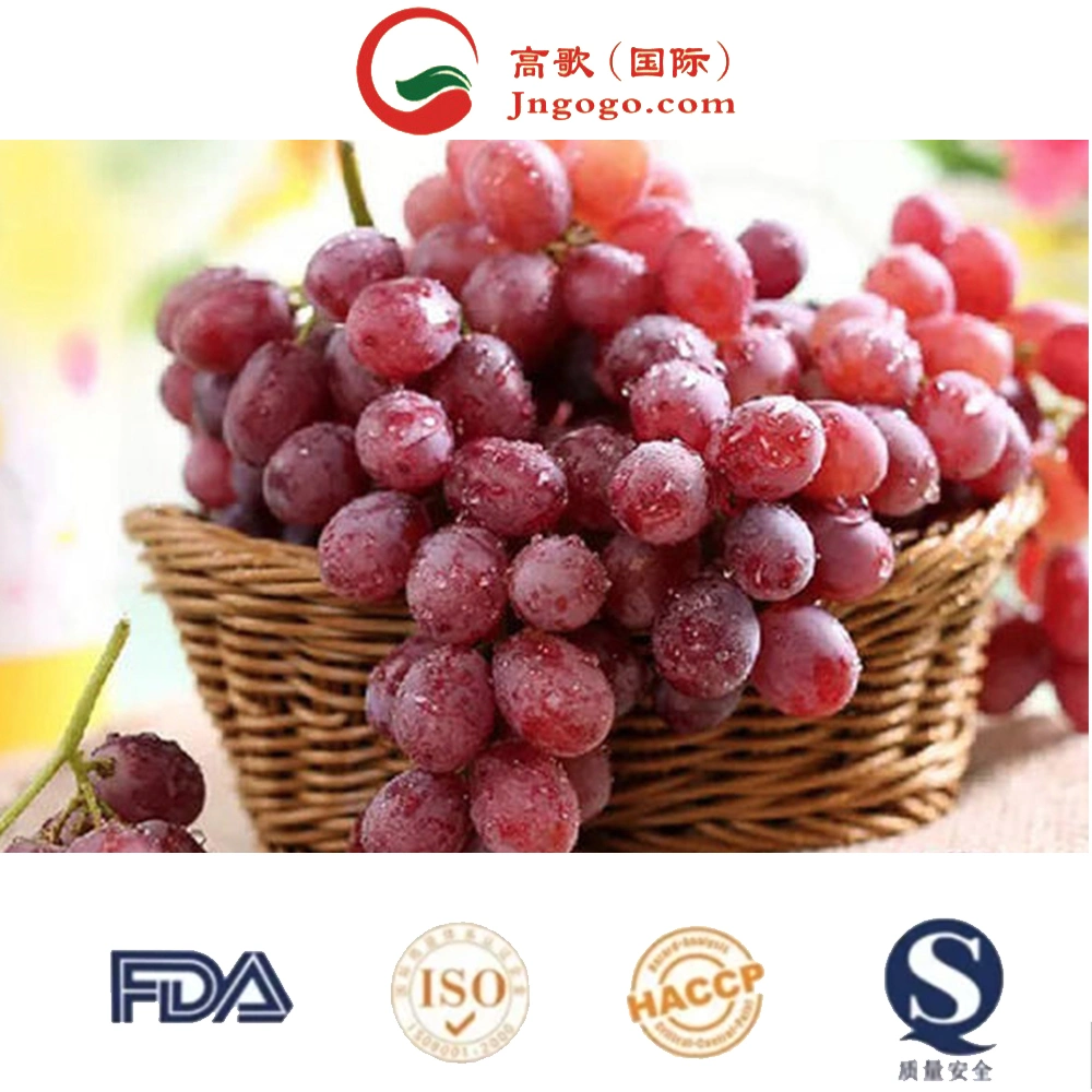 Raisins frais délicieux Prix fruits raisin frais biologique