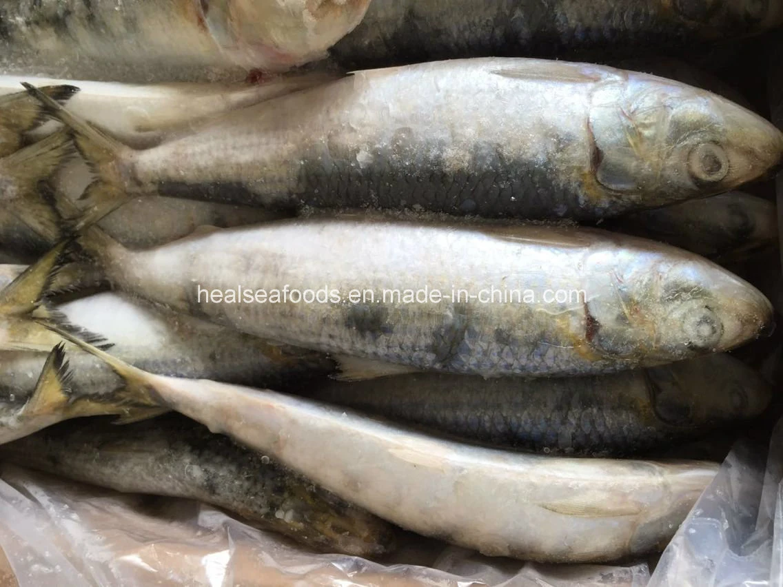 Best Quality Seafood and Frozen Sardine