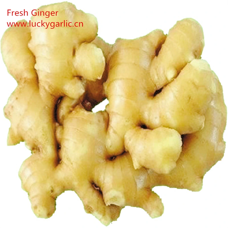 Organic Plant Extract Dried Ginger Powder Price