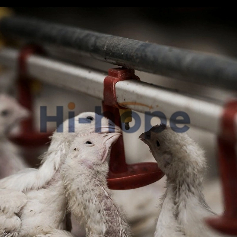 Fazenda moderno equipamento de frango de aves de frangos de corte automático com sistema de abeberamento e alimentação