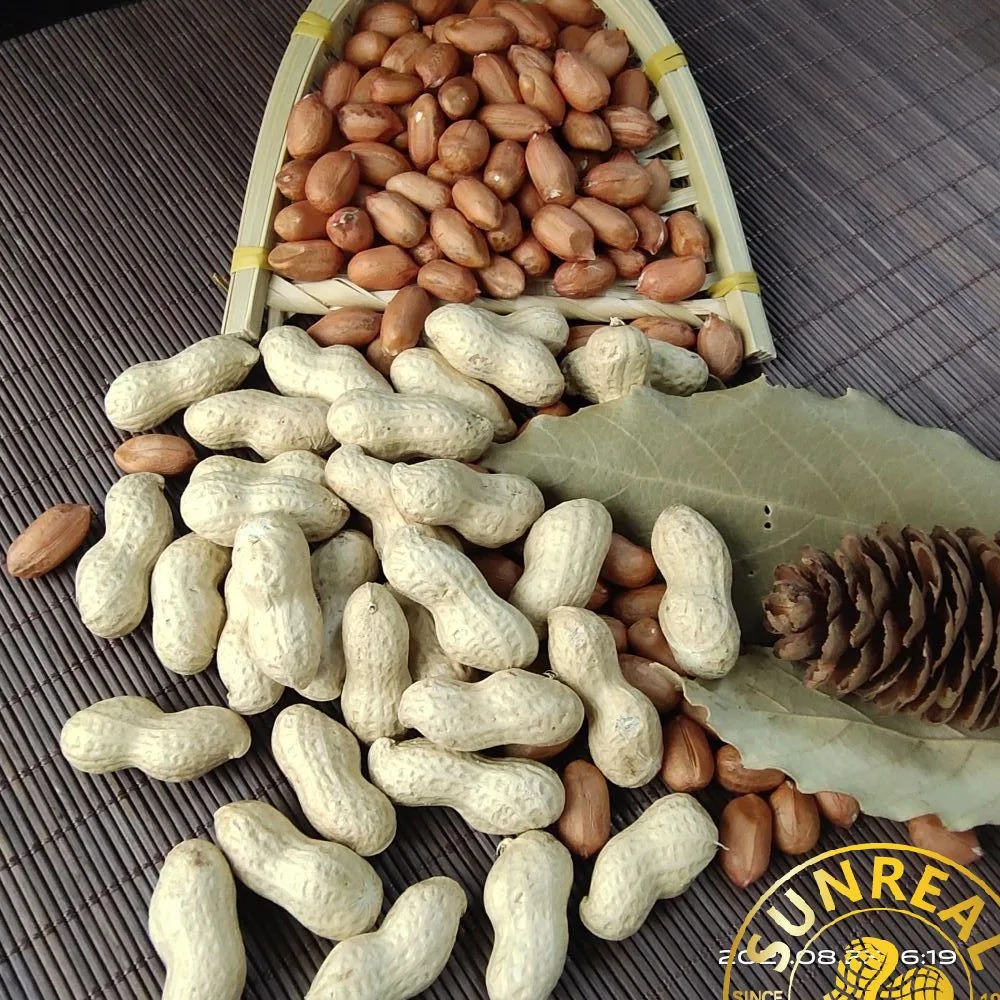 Raw Peanut Kernels/Bold Peanuts/Premium Products/Fine Packing