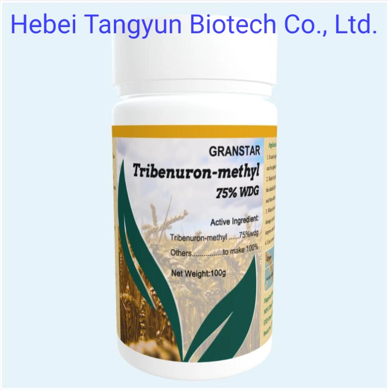 Fabrik Agrochemical Tribenuron-Methyl 75% Wg Post-Emergent Herbizid