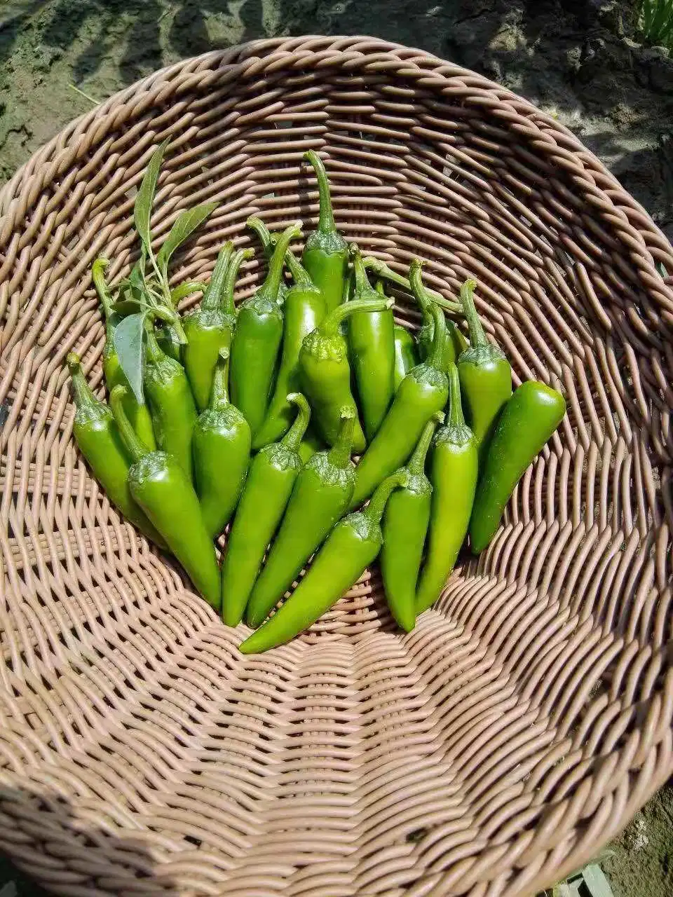 HD Capsicum Verde polpa espessa Chili Pepper sementes de excelent Definição de fruta